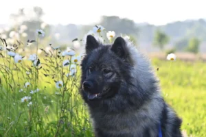 pet-memorial-eurasier-8045769