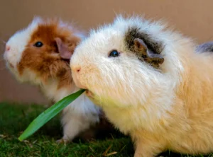 Two fluffy guinea pigs eating grass.