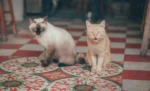 Two cats sit on a patterned tile floor.