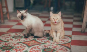 Two cats sit on a patterned tile floor.