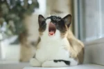 A cat is sitting in a window and yawning widely.