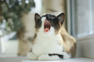 A cat is sitting in a window and yawning widely.