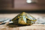 A small turtle resting on a beige carpet.