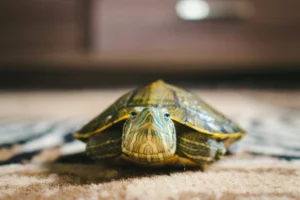 A small turtle resting on a beige carpet.