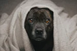 A dog wrapped in a light beige blanket.