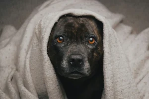 A dog wrapped in a light beige blanket.