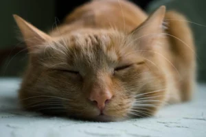 close up of sleeping ginger cat on gray rug